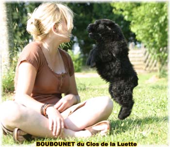 bouvier des flandres photo chiot - Elevage Clos Luette -  COPYRIGHT DEPOSE